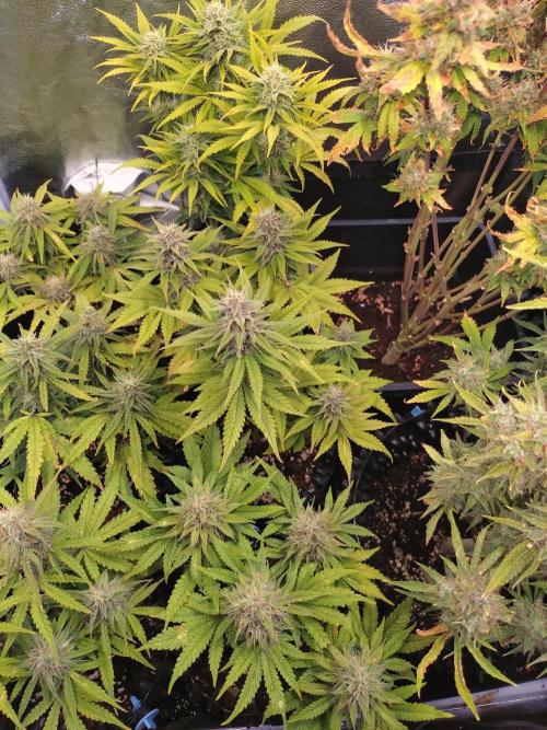 Banana Purple Punch Auto Fastbuds. Week 8