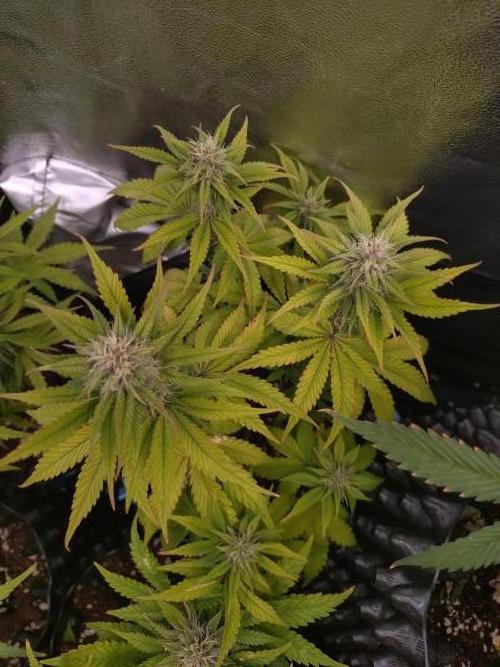 Banana Purple Punch Auto Fastbuds. Week 7