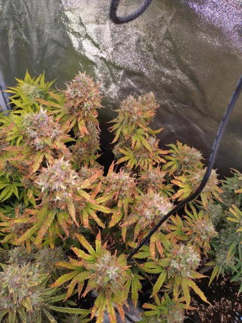 Pink (Purple) Runtz Auto RQS. Week 11