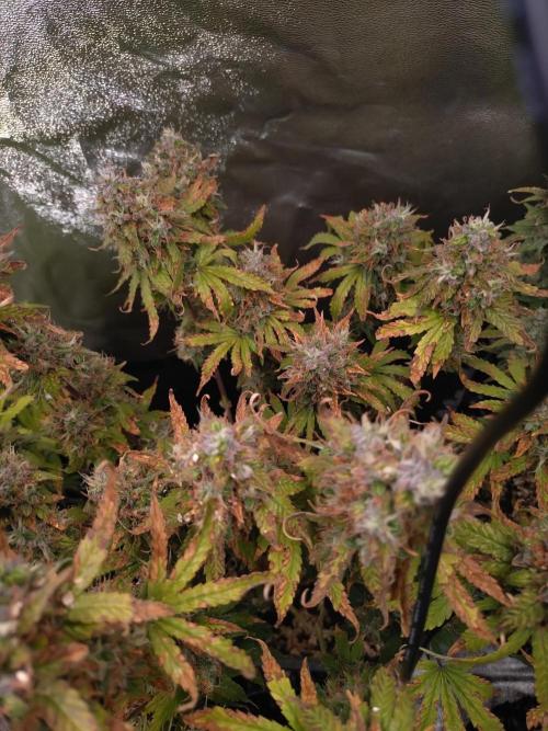 Pink (Purple) Runtz Auto RQS. Week 11