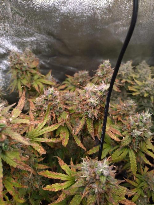 Pink (Purple) Runtz Auto RQS. Week 11