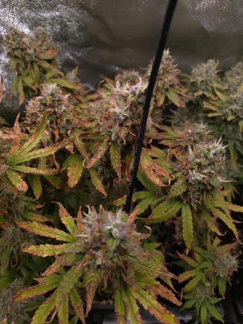 Pink (Purple) Runtz Auto RQS. Week 11