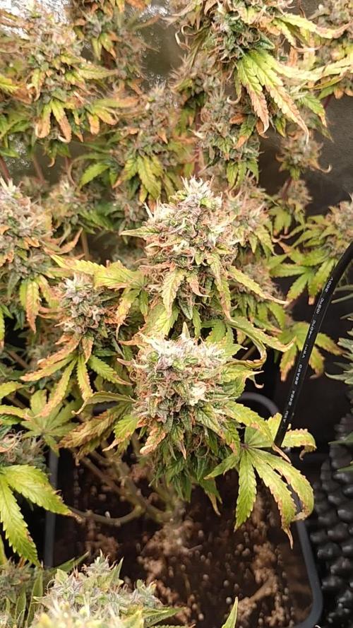 Pink (Purple) Runtz Auto RQS