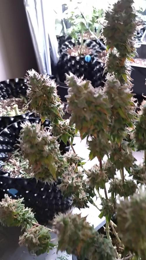 Pink (Purple) Runtz Auto RQS