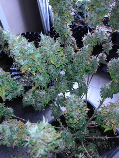 Pink (Purple) Runtz Auto RQS. Week 12