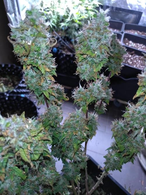 Pink (Purple) Runtz Auto RQS. Week 12