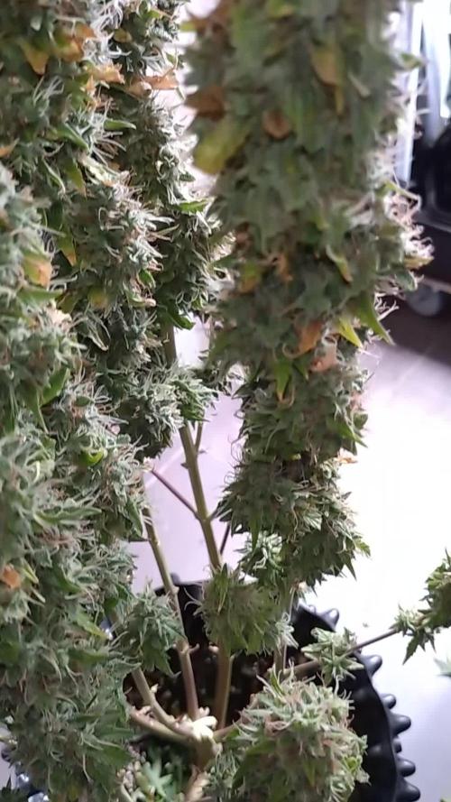 Gelonade (Purple) Auto Zamnesia