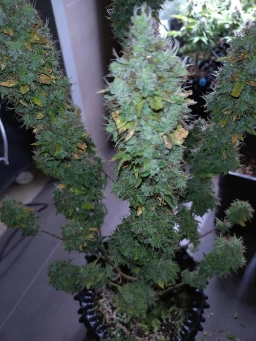 Gelonade Auto Zamnesia. Week 12