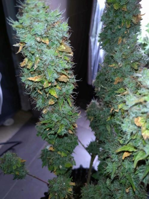 Gelonade Auto Zamnesia. Week 12