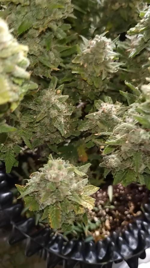 Guava Auto Fastbuds Cup Winner🏆