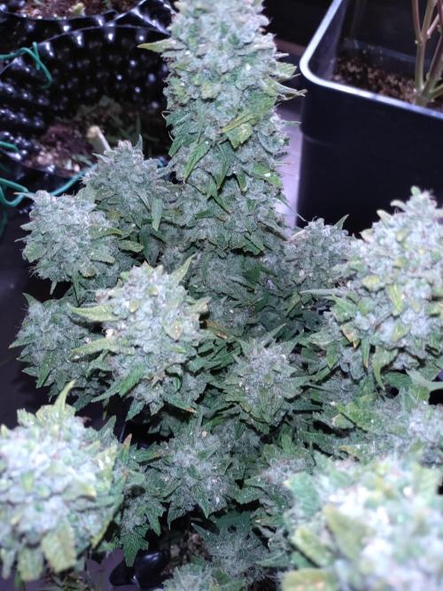 Guava Auto Fastbuds. Week 12