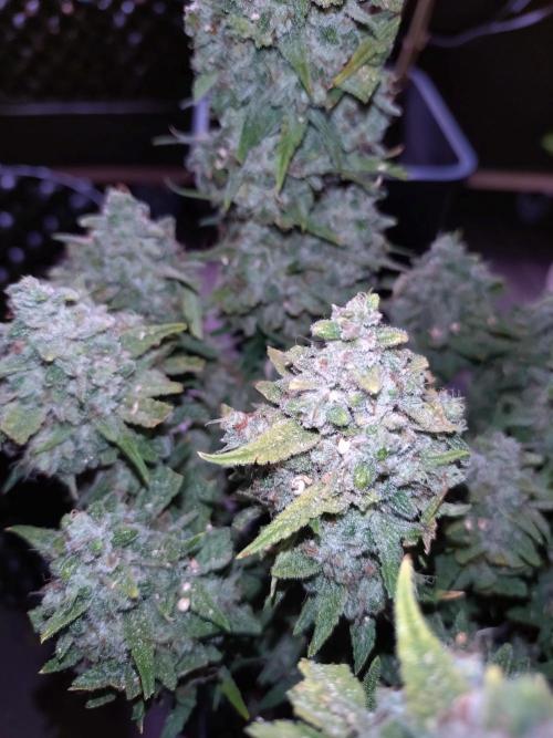 Guava Auto Fastbuds. Week 12