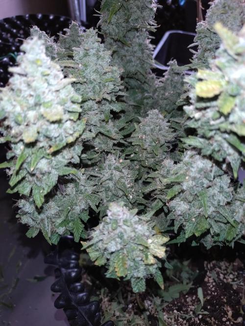 Guava Auto Fastbuds. Week 12