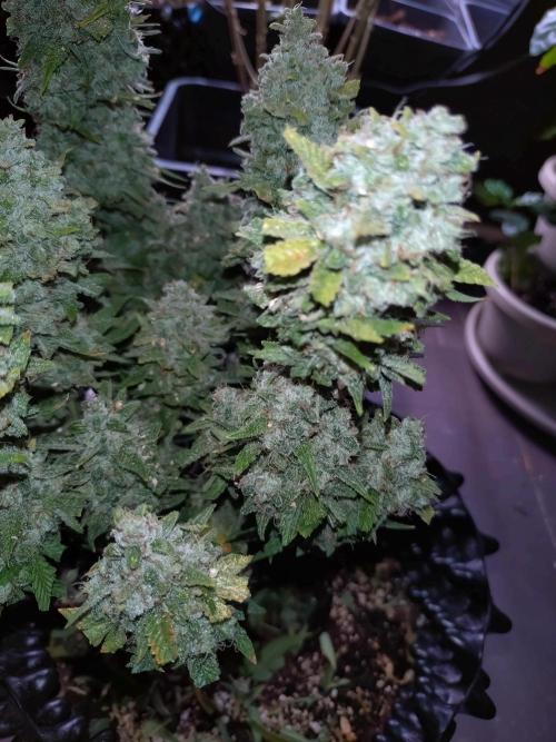 Guava Auto Fastbuds. Week 12