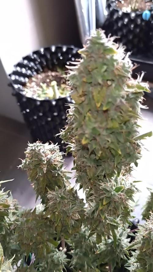 Green (Purple) Gelato Auto RQS