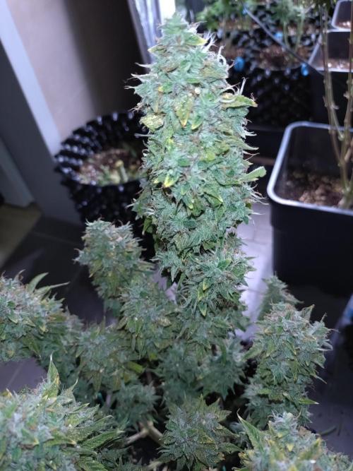 Green Gelato Auto RQS. Week 12