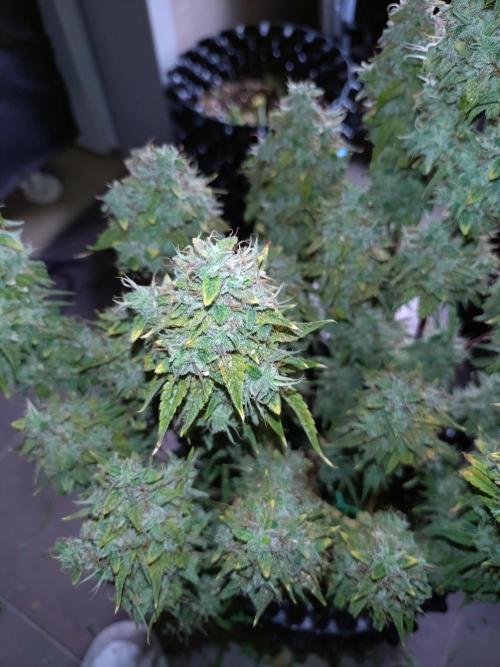 Green Gelato Auto RQS. Week 12