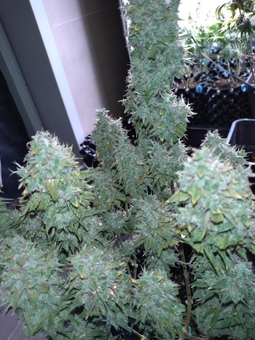 Green Gelato Auto RQS. Week 12