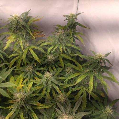 Green Gelato Auto RQS. Week 8