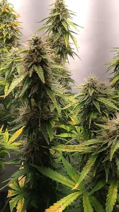 Green Gelato Auto RQS