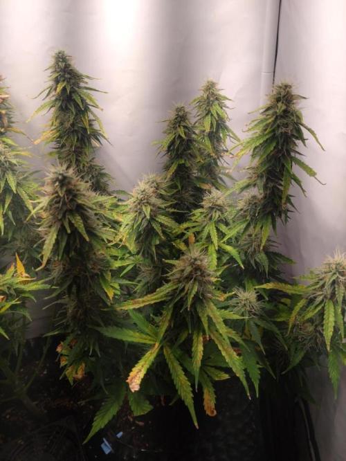 Green Gelato Auto RQS. Week 10