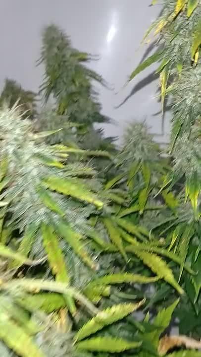Green Gelato Auto RQS