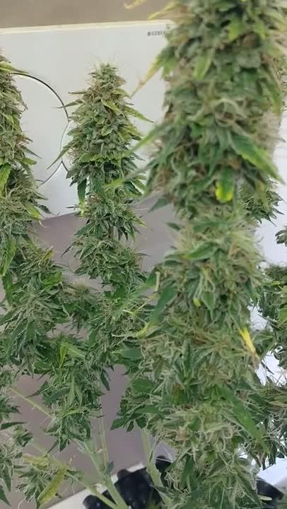 Green Gelato Auto RQS