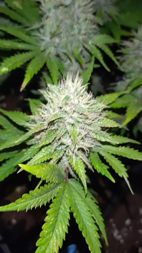 Banana Purple Punch Auto Fastbuds