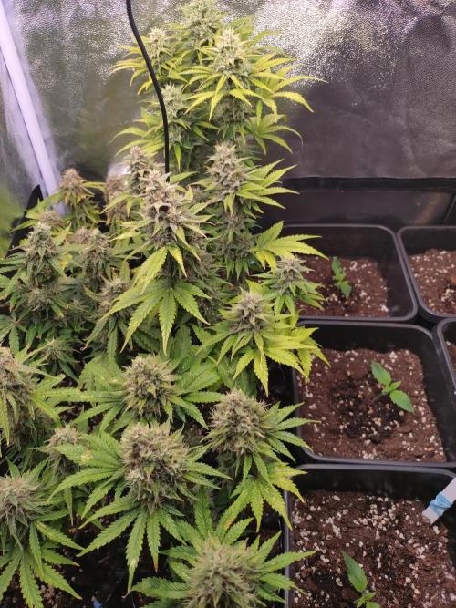 Banana Purple Punch Auto Fastbuds. Week 9