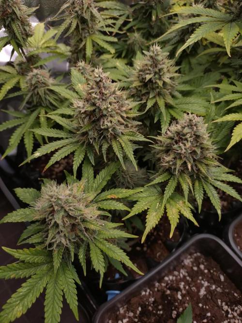 Banana Purple Punch Auto Fastbuds. Week 9