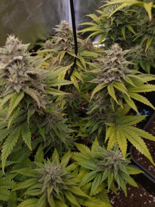 Banana Purple Punch Auto Fastbuds. Week 9