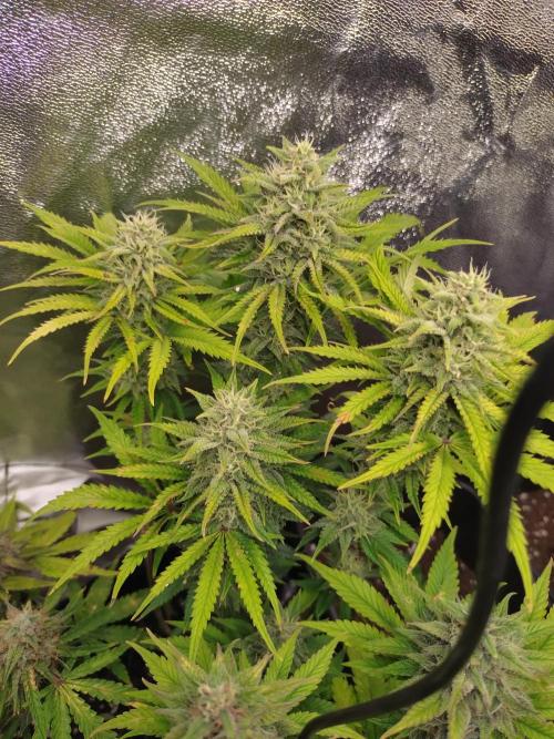 Banana Purple Punch Auto Fastbuds. Week 9