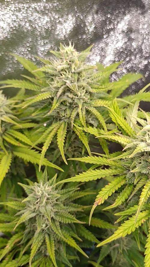 Banana Purple Punch Auto Fastbuds