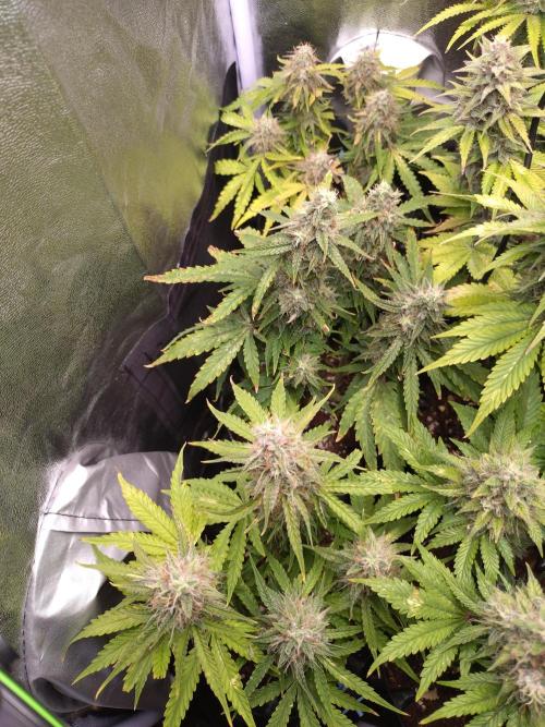 Titan F1 RQS. Week 9