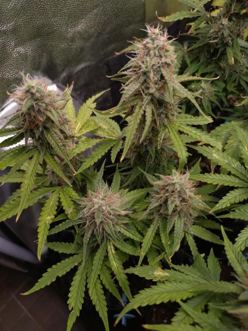 Titan F1 RQS. Week 9