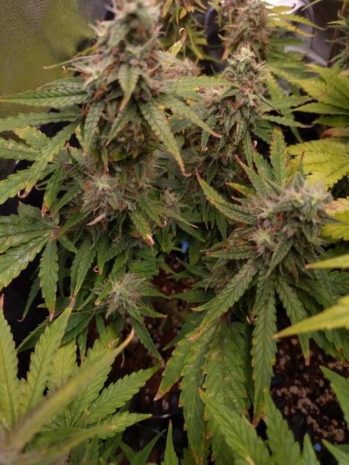 Titan F1 RQS. Week 9