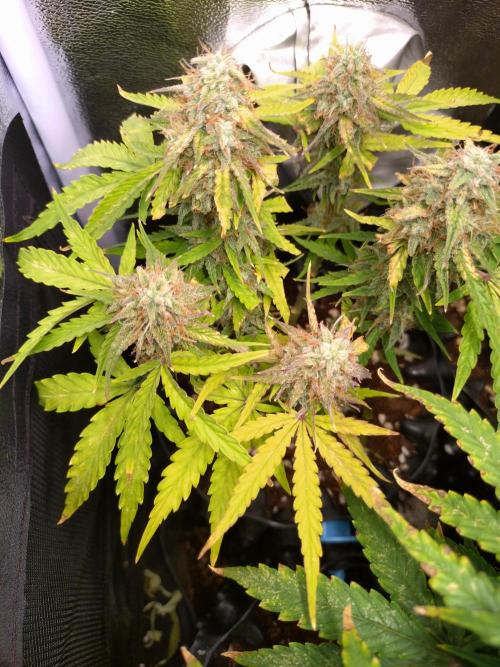 Titan F1 RQS. Week 9