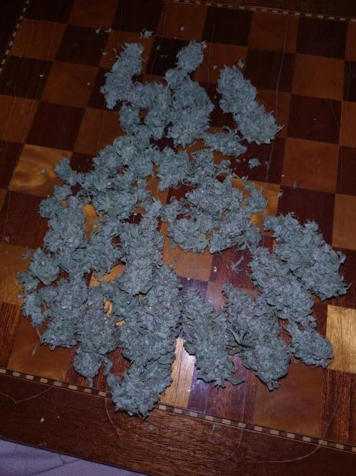 Green Gelato Auto RQS. Week 12