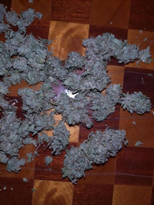 Green Gelato Auto RQS. Week 12