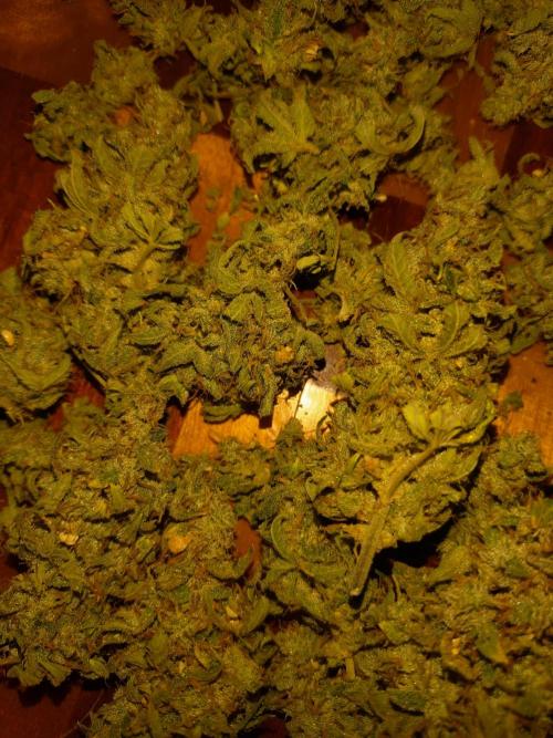 Green Gelato Auto RQS. Week 12