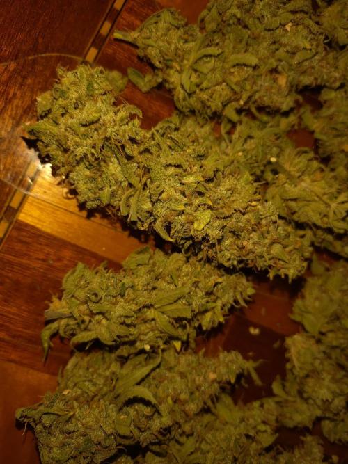 Green Gelato Auto RQS. Week 12