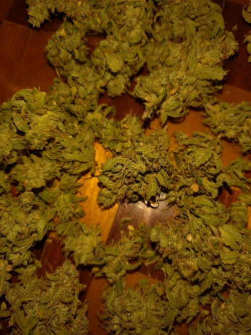 Green Gelato Auto RQS. Week 12