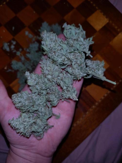 Guava Auto Fastbuds. Week 12