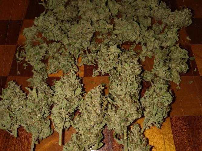 Guava Auto Fastbuds. Week 12