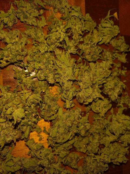 Guava Auto Fastbuds. Week 12