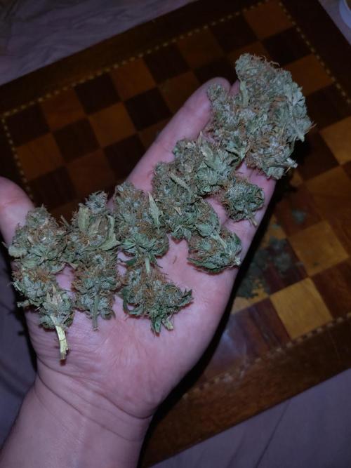 Pink Runtz Auto RQS. Week 12