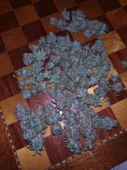 Pink Runtz Auto RQS. Week 12