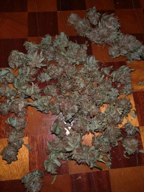 Pink Runtz Auto RQS. Week 12