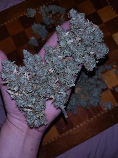 Gelonade Auto Zamnesia. Week 12