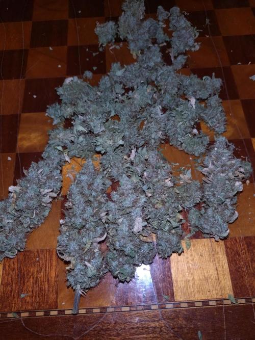 Gelonade Auto Zamnesia. Week 12